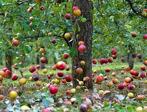 Les pommes tombent des arbres mal entretenus