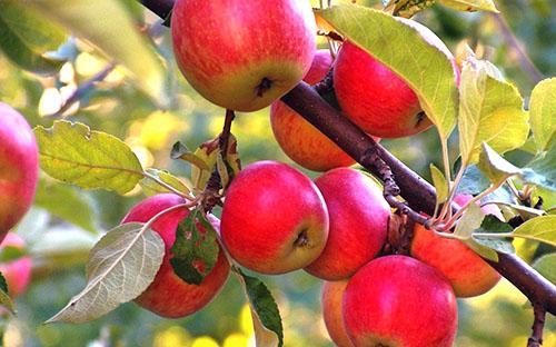 Las frutas fragantes son el resultado del cuidado del residente de verano.