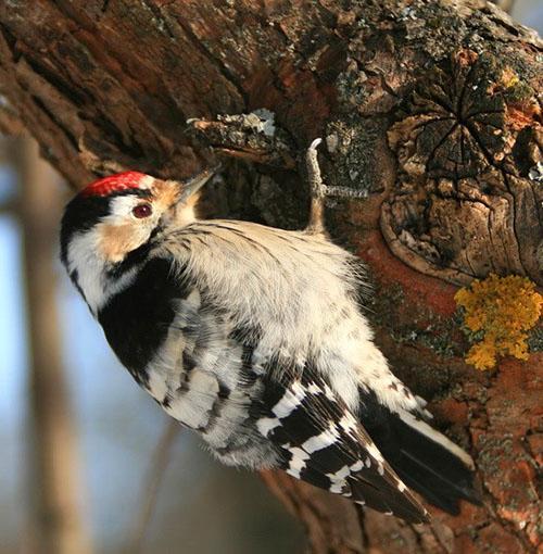 El fiel asistente del jardinero es un pájaro carpintero.