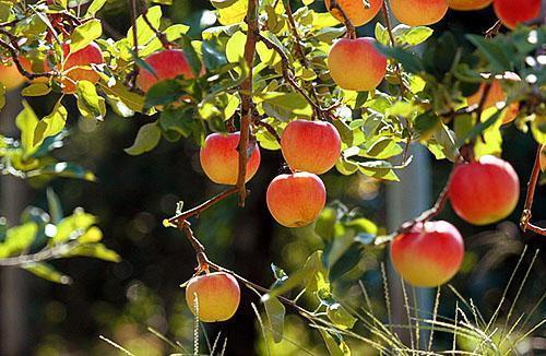 Manzanas maduras a granel