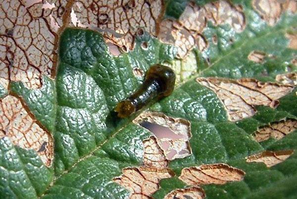 mosca de la ciruela