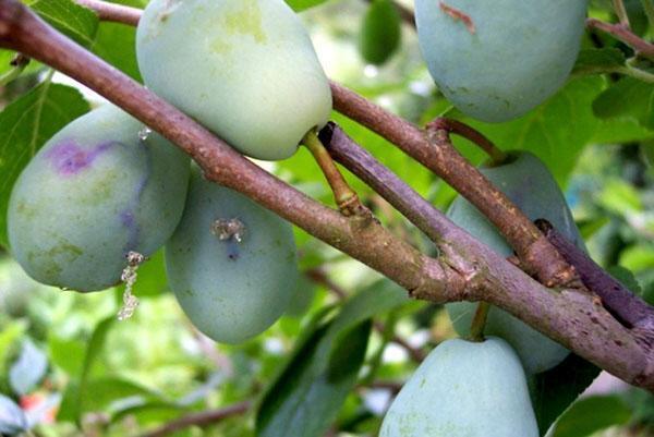 ciruela cortada por mosca de sierra