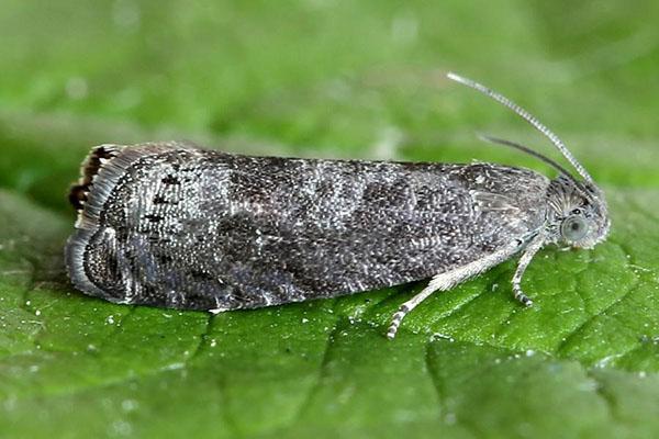 mariposa polilla ciruela