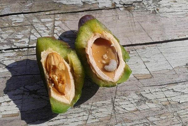 la larva del escarabajo ciruela