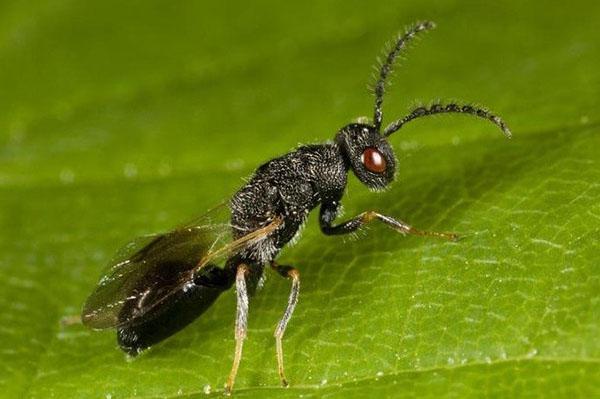 ciruela espesa