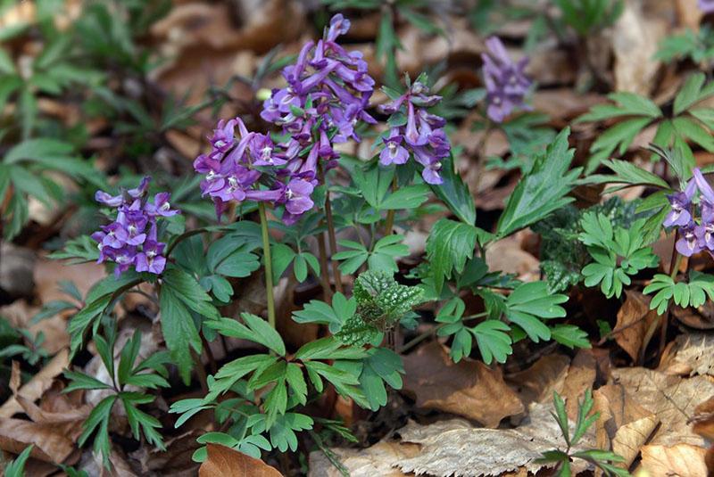 floraison délicate de corydale