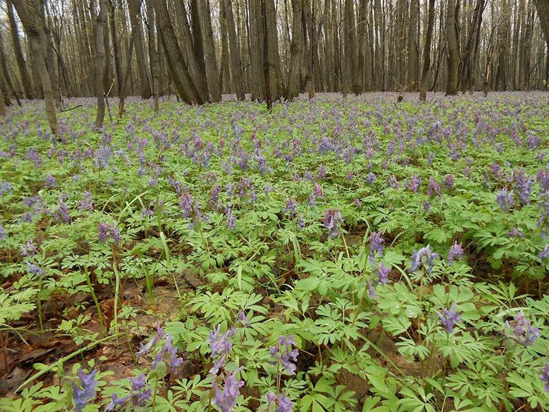 magnifique corydale en fleurs