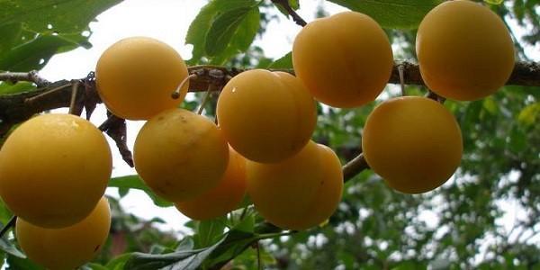 frutos de ciruela cereza híbrida