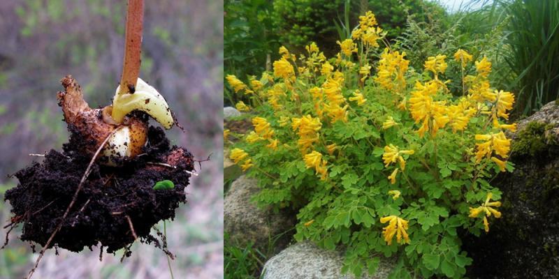 Méthode d'élevage Corydalis