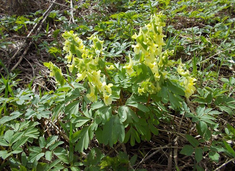 prendre soin de corydalis jaune en plein champ