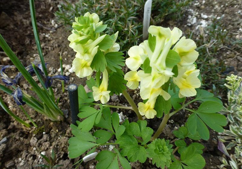 plantation et entretien du jaune à crête