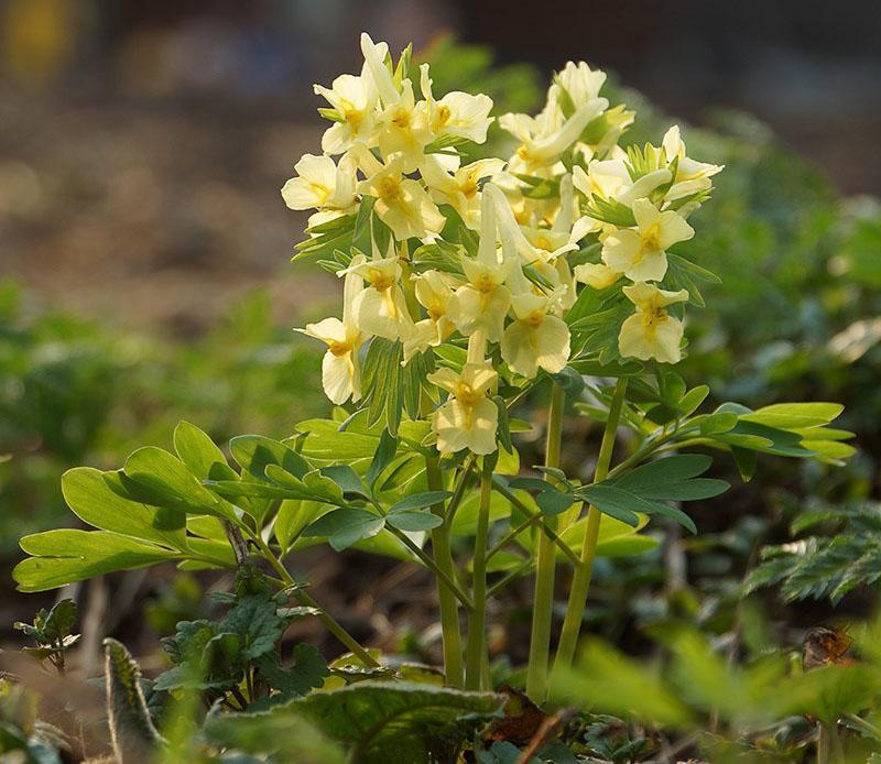 inflorescence corydale