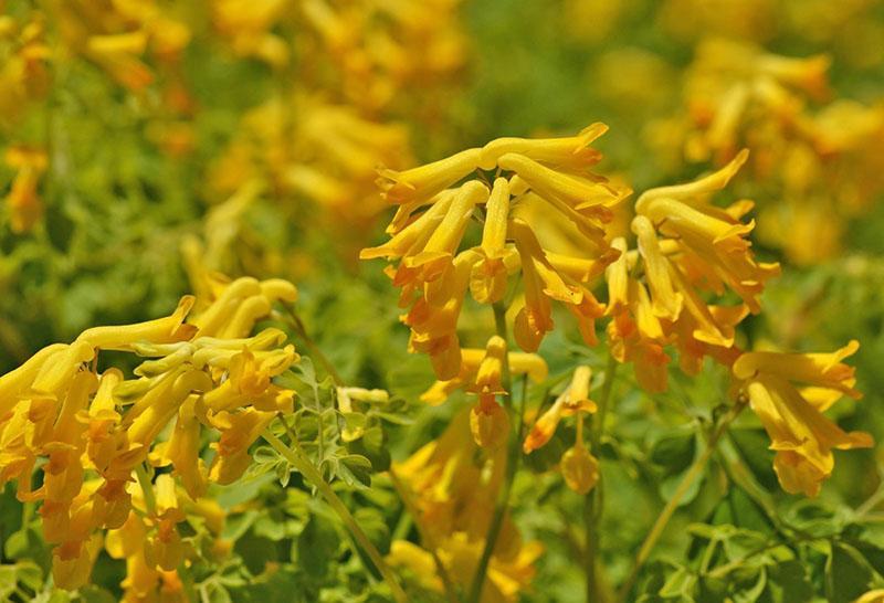 Fleurs jaunes Corydalis