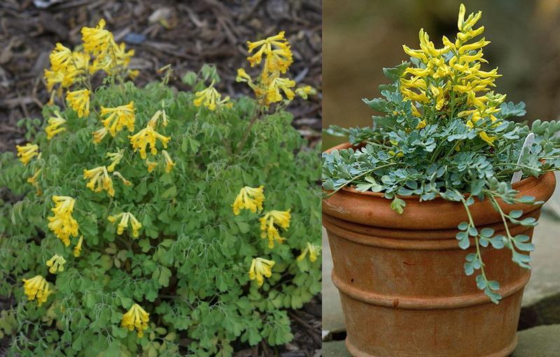 plantation et entretien du corydale jaune en plein champ et dans un pot de fleurs