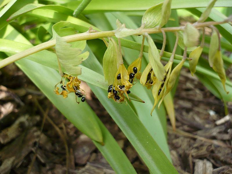 graines de corydale jaune