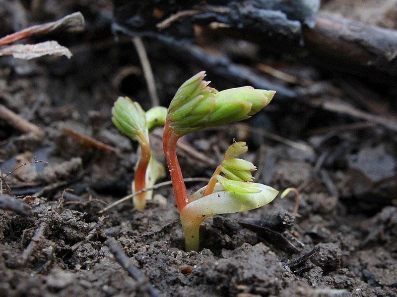 Semis de Corydalis en plein champ