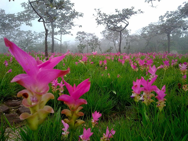 curcuma dans la nature