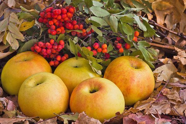 pommes marinées et sorbier des oiseleurs