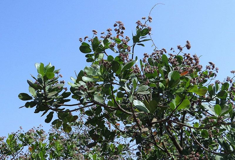 anacardier à feuilles persistantes