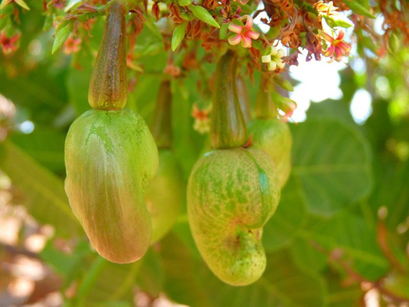 fleurs de noix de cajou