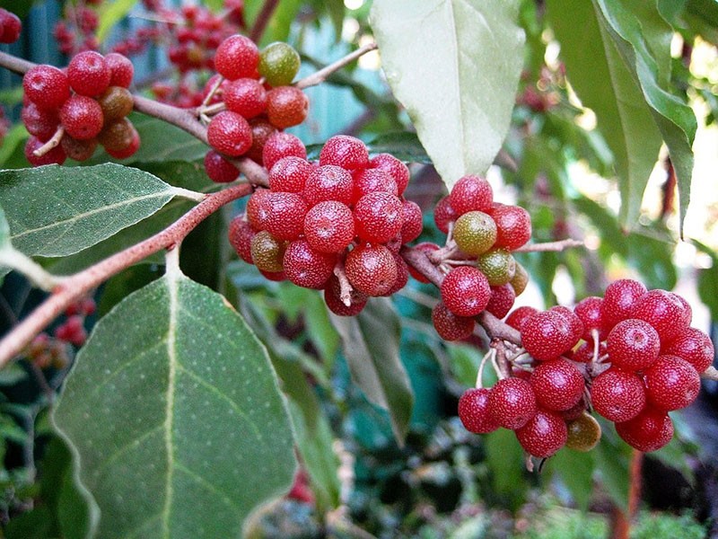 baies d'argousier Shepherdia rouges mûres