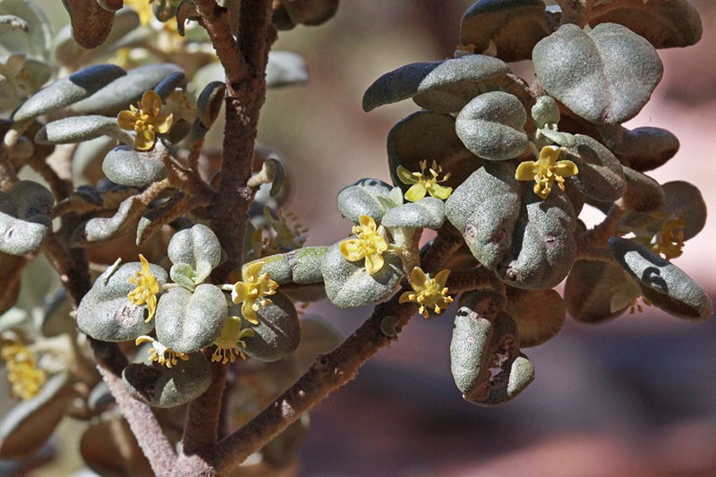 Shepherdia de hojas redondas