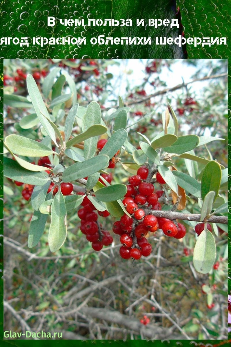 bergeria d'argousier rouge