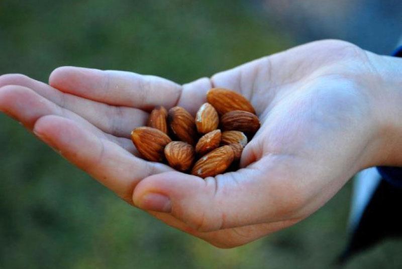 bienfaits des amandes pour les hommes