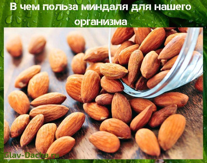 bienfaits des amandes pour le corps