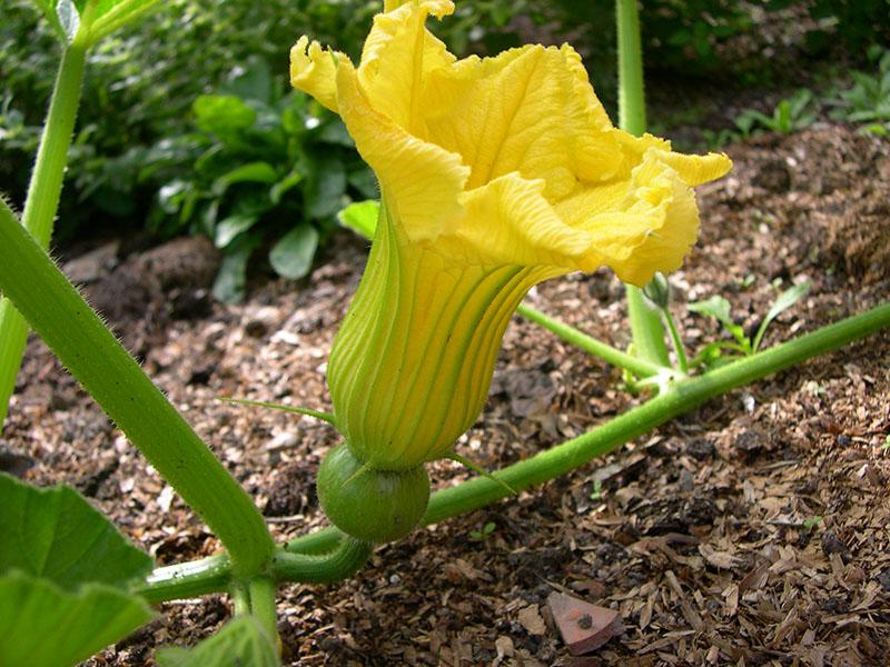 propriétés des fleurs et des feuilles de citrouille