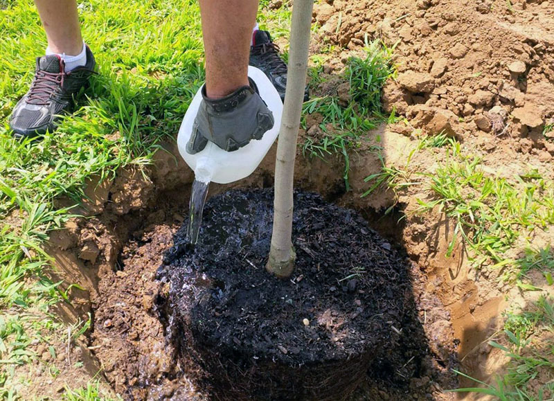 tecnología de plantación de plántulas de manzana