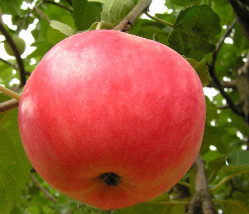 manzana madura