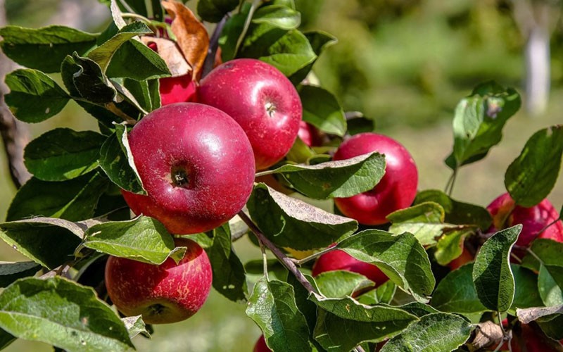 fragantes frutos de manzana Robinovka