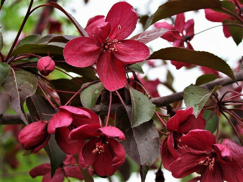 petirrojo de hojas rojas