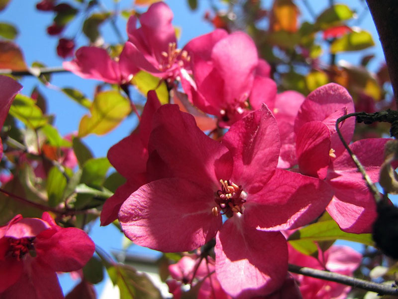 flor fragante brillante