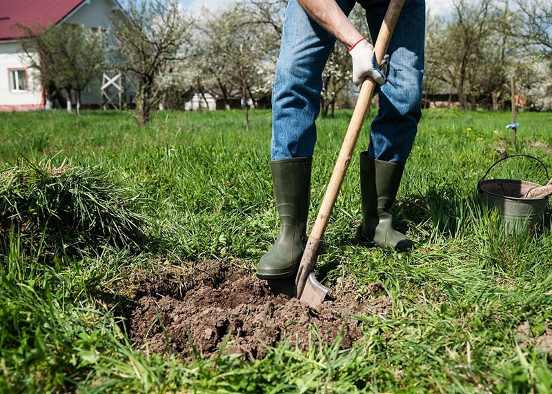 elegir un lugar para plantar un manzano