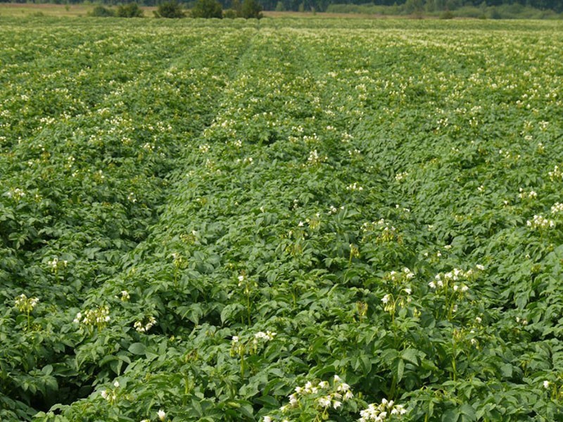 plantando patatas nevsky