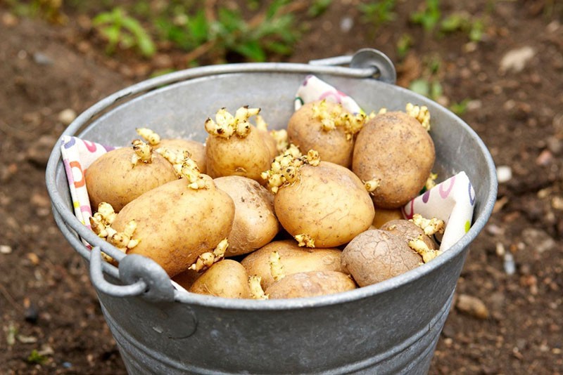 preparando papas para plantar