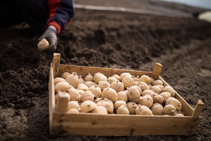 plantar patatas Nevsky