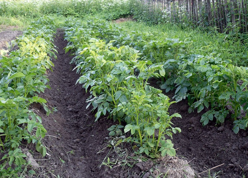 aporquear patatas Nevsky