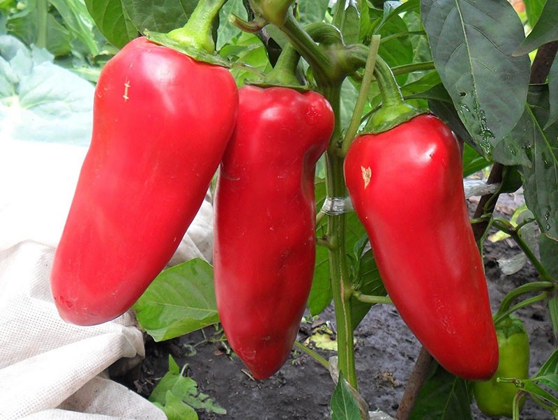 pimiento dulce