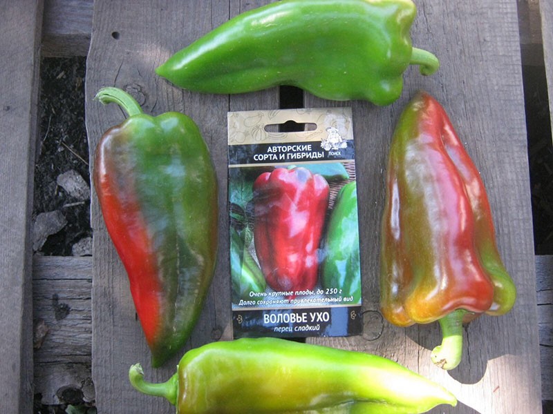 semillas de pimiento dulce híbrido