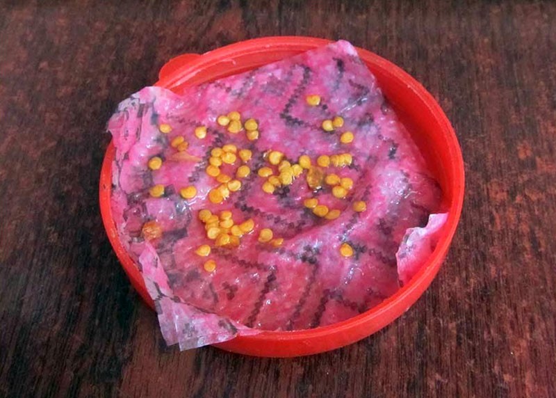 remojar semillas en permanganato de potasio