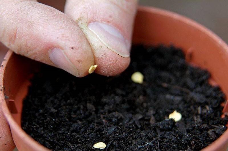 sembrando semillas de pimiento dulce