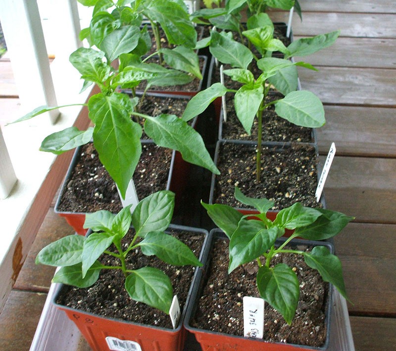cuidando las plántulas de pimiento morrón