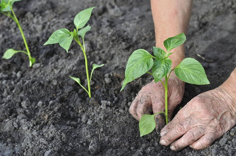 Plantar plántulas de pimiento en campo abierto.