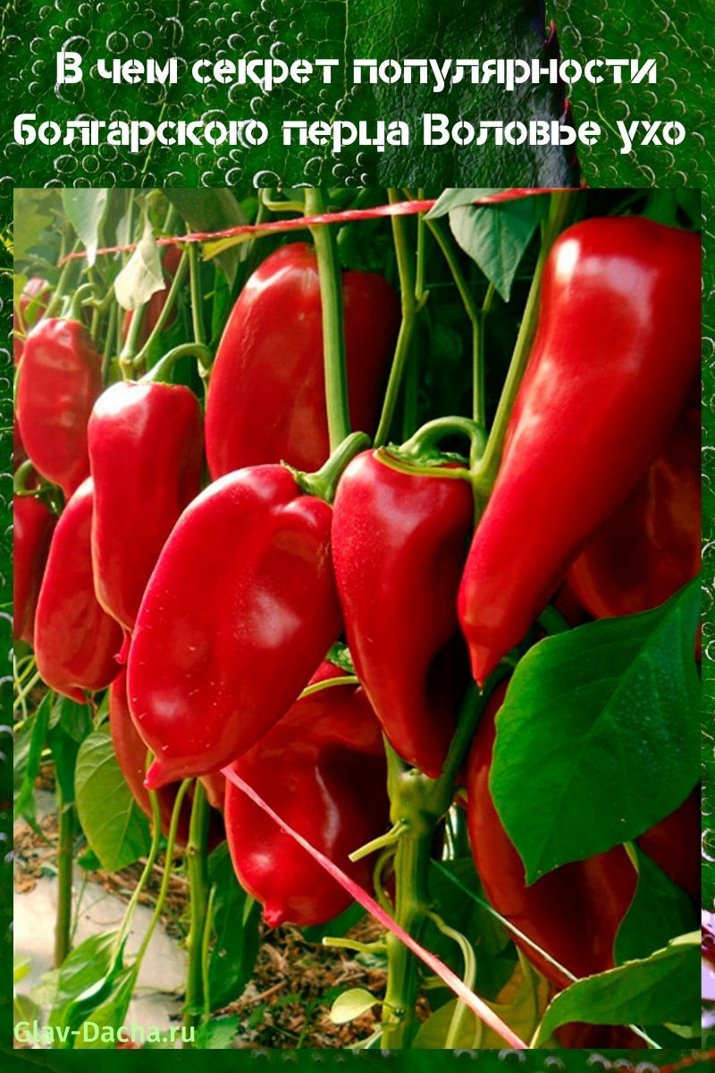 pimiento Volovye oreja