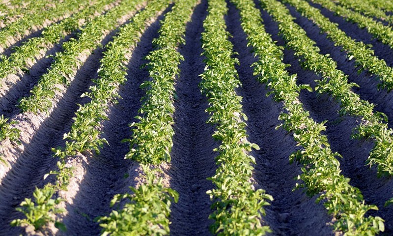 caractéristiques de la plantation de pommes de terre