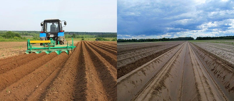 préparation du sol avant de planter des pommes de terre