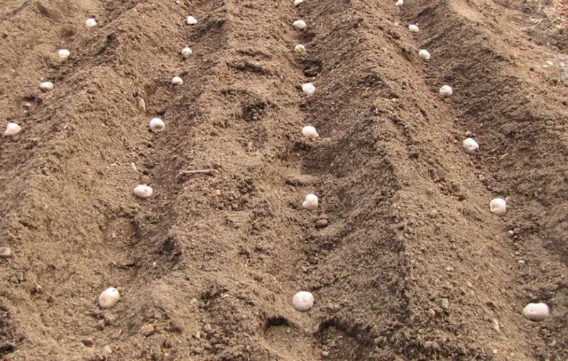 Programme néerlandais de plantation de pommes de terre